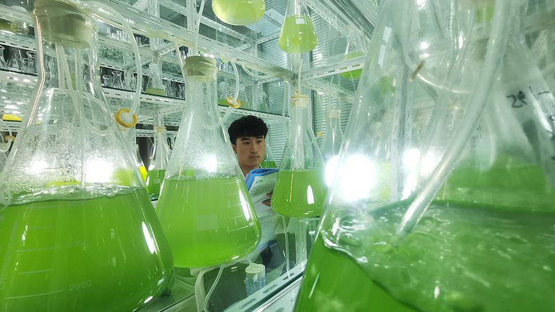 化学发光试剂：国产十大品牌背后的技术解析**
